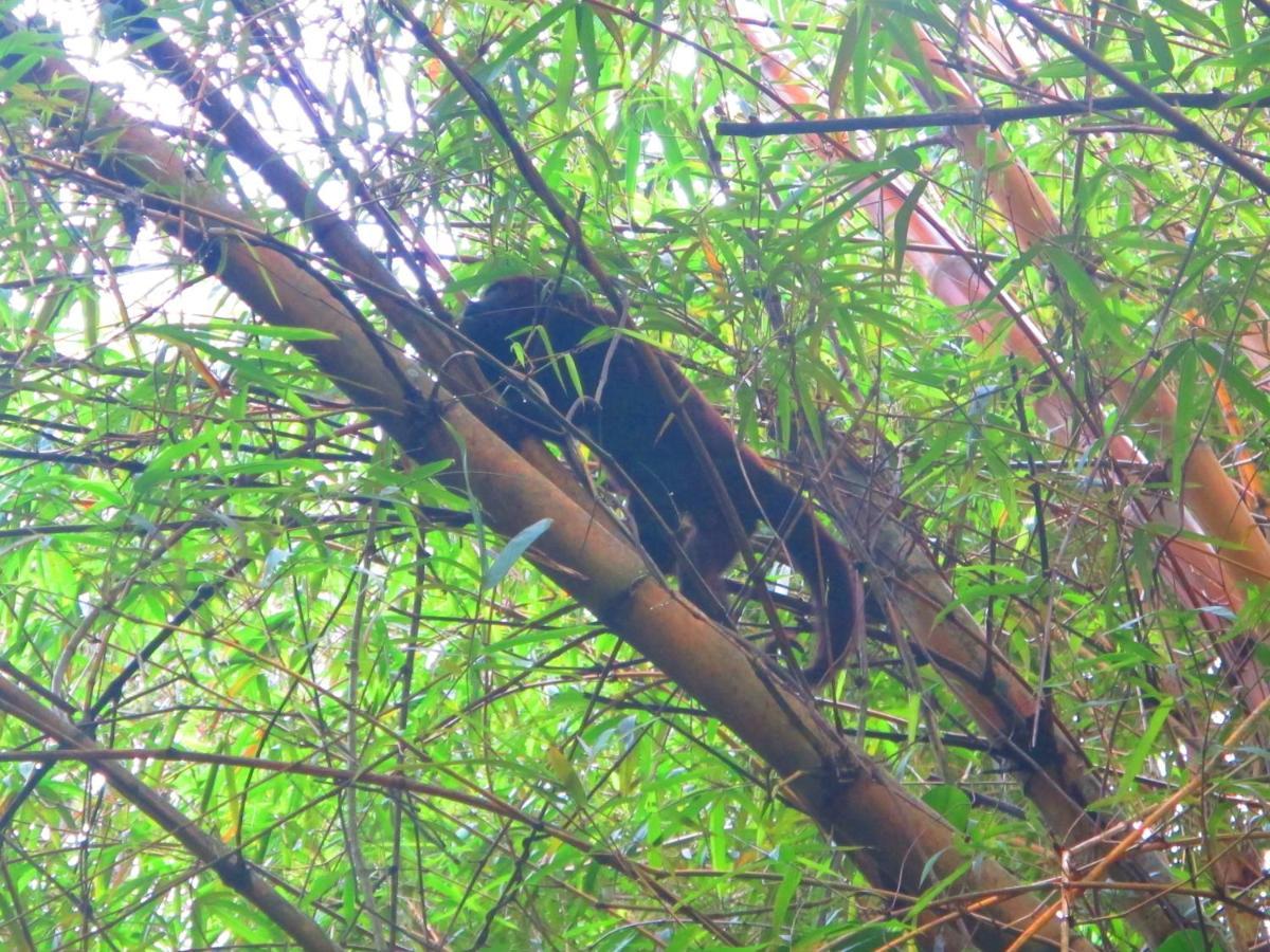 Bangalo Na Acqua Jungle Lodge Vila do Abraao ภายนอก รูปภาพ